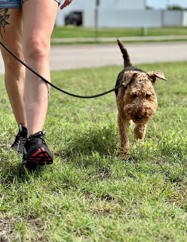 Top dog walking sales services